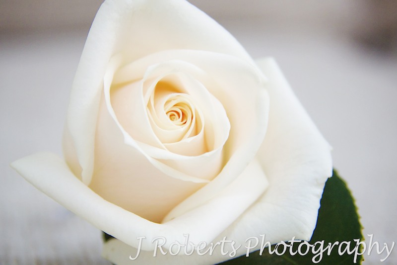 White rose corsage - wedding photography sydney